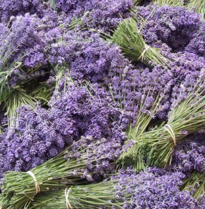 lavender-294x300