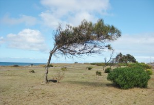 IMG_3115 (Port Moorowie)