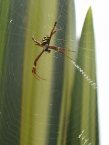 166349_10150123099623688_4240152_n