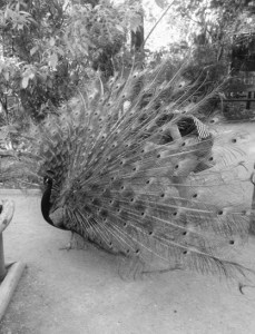 10383660_10152800898233688_1033228190859097778_n