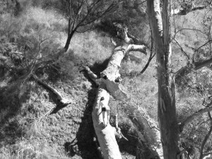 1396051_10151944226455342_37340840_n